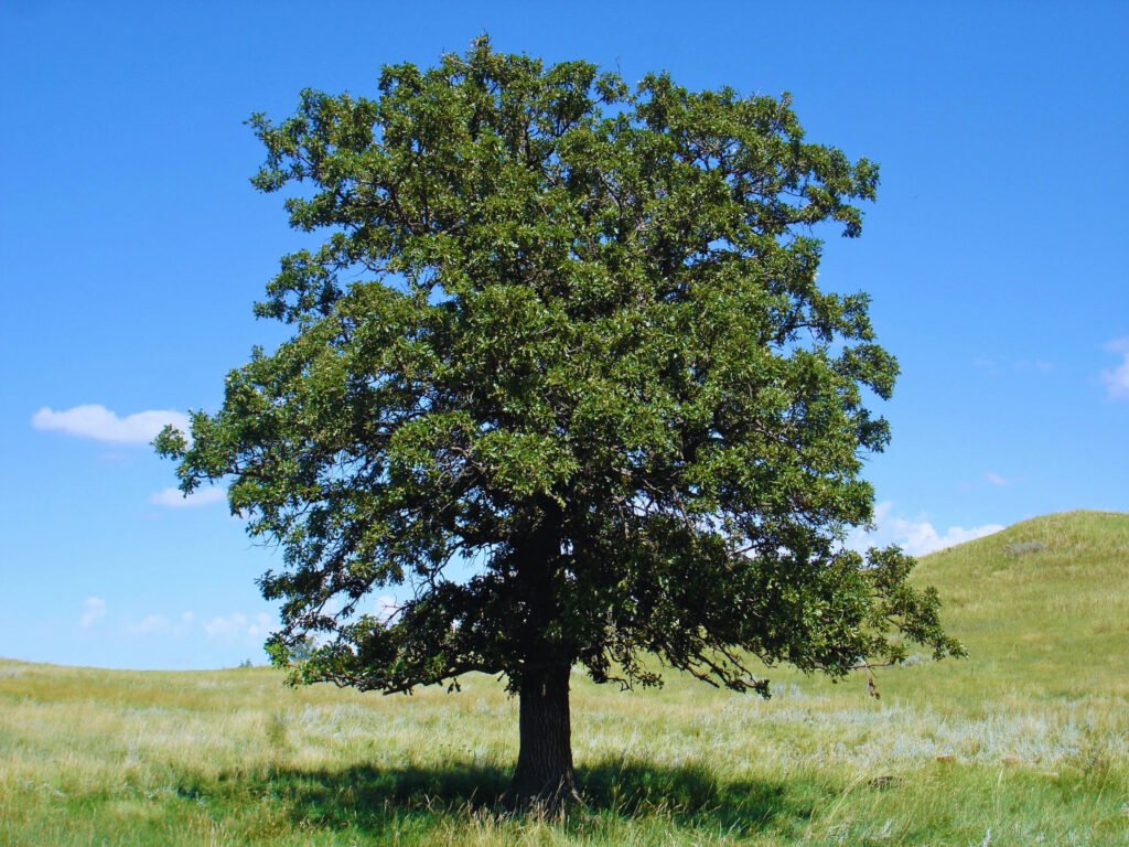Quercus Velutina and Planting: A Guide to Growing Black Oak Trees