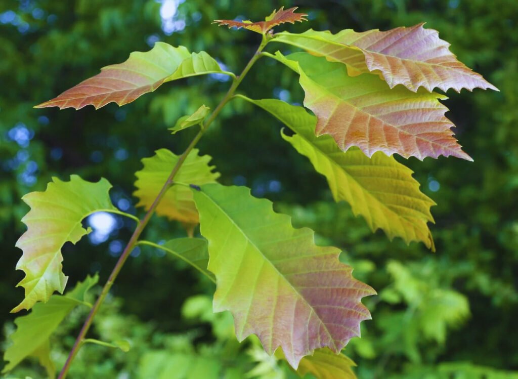 Quercus Pumila and Planting: A Guide to Growing Dwarf Chinquapin Oak Trees