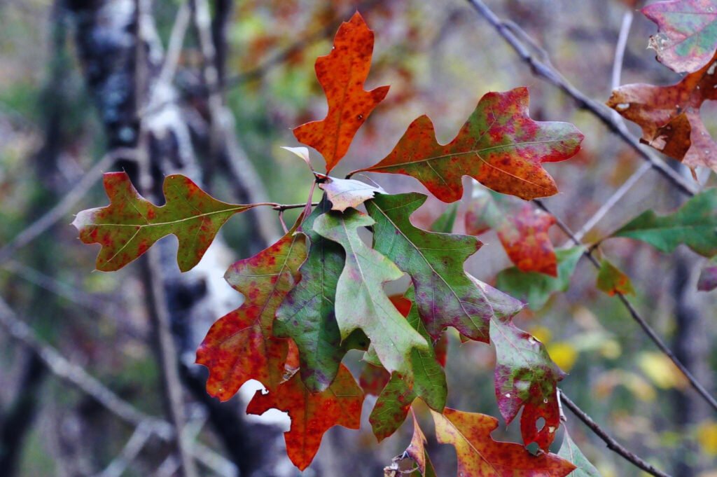 Planting and Caring for Quercus Boyntonii: A Native Oak Species
