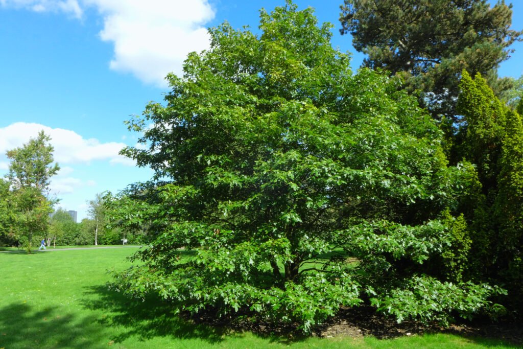 Quercus Falcata and Planting: Embracing Nature's Beauty