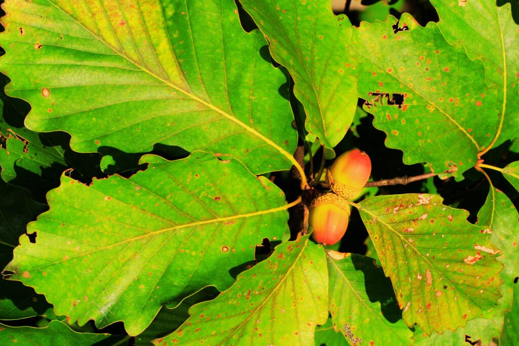 Quercus Prinus and Planting: Nurturing the Eastern Chestnut Oak