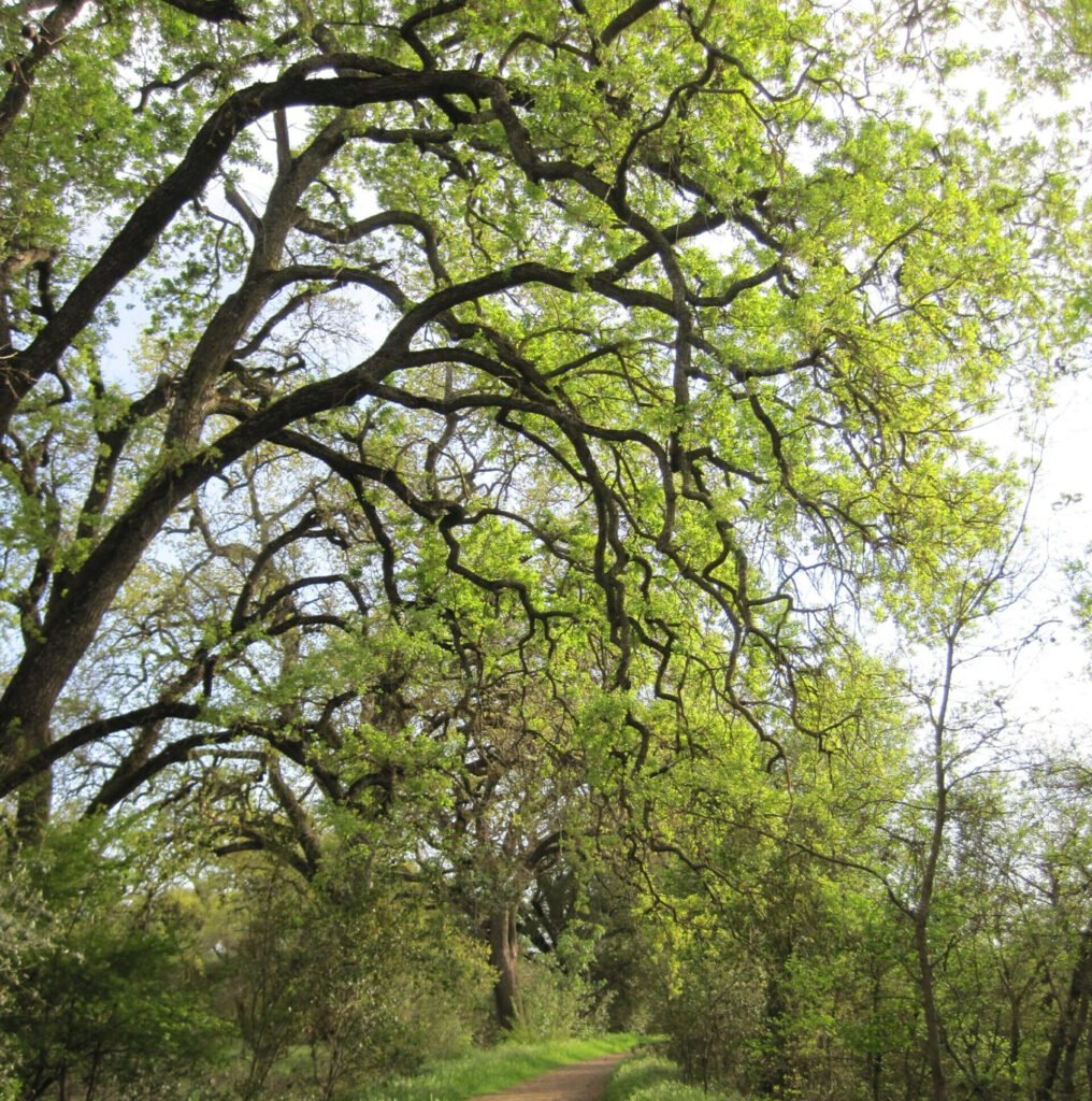 Planting and Cultivating Quercus Muirii: A Natural Marvel
