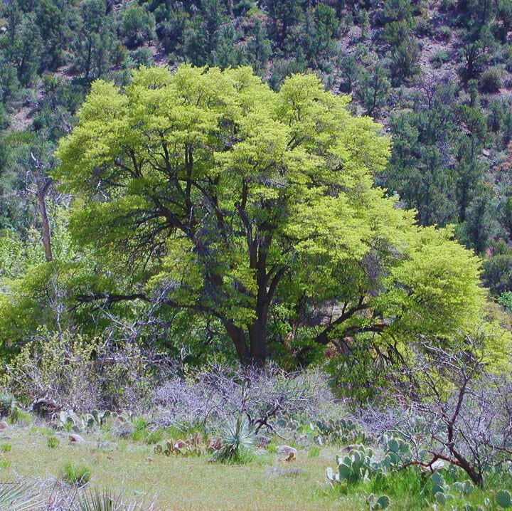 Quercus Emoryi planting: A Comprehensive Guide