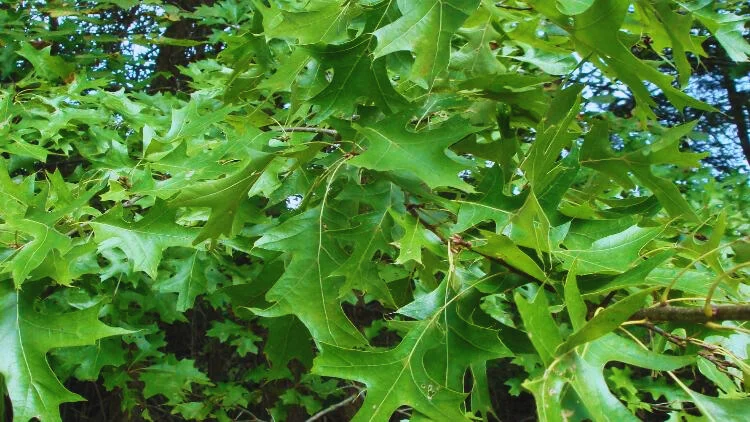Quercus Durandii and Planting: A Comprehensive Guide