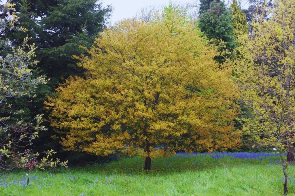Understanding Quercus Nigra