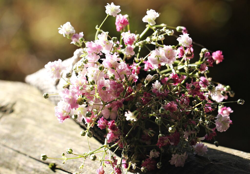 Gypsophila and Planting: A Guide to Beautiful Blooms