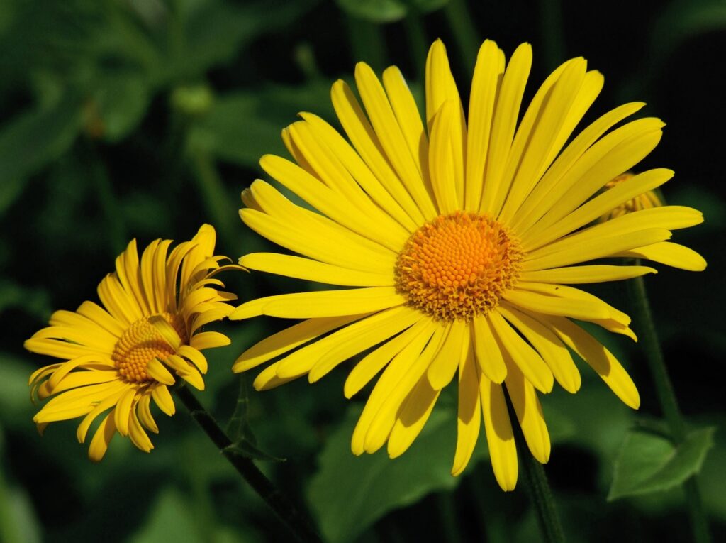 Doronicum and Planting: A Comprehensive Guide