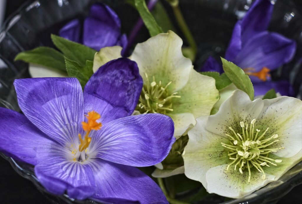 Helleborus and Planting: A Gardener's Guide