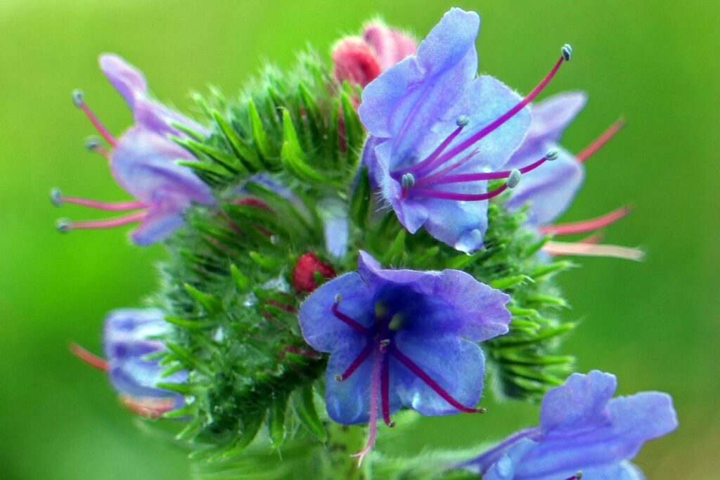 Echium and Planting: A Comprehensive Guide
