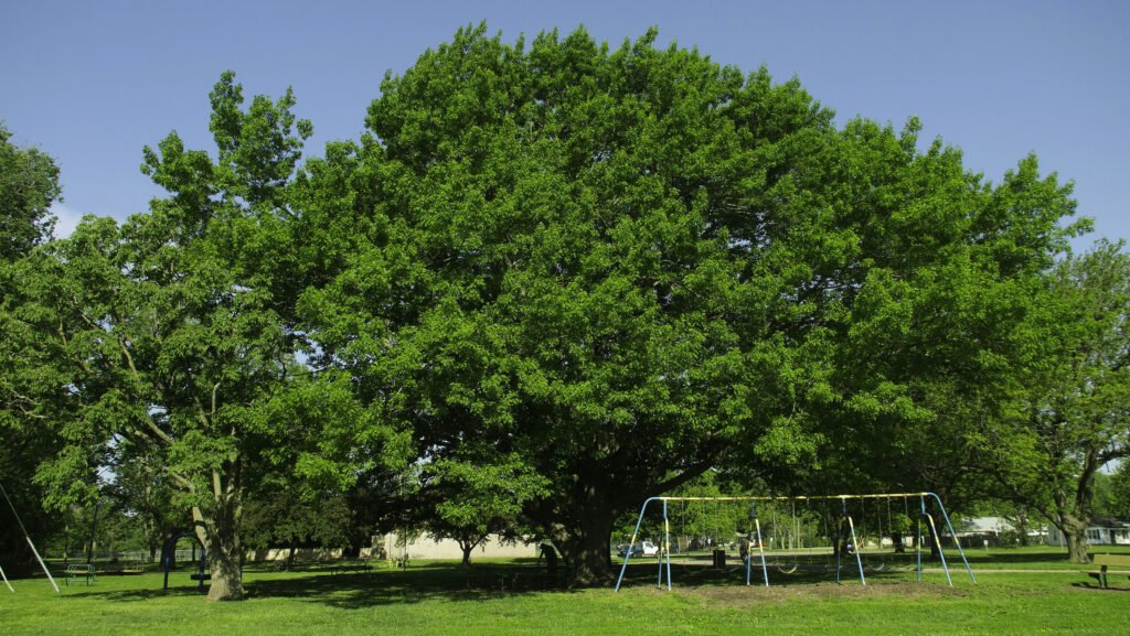 The Beauty of Quercus Texana