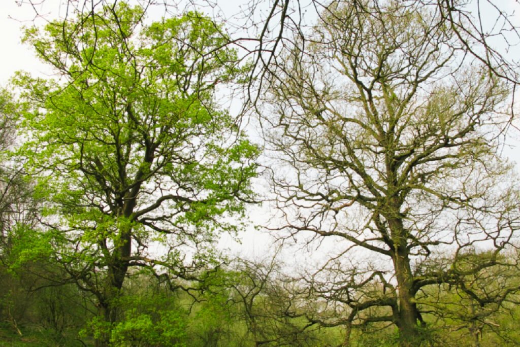 The Beauty of Quercus Kubin