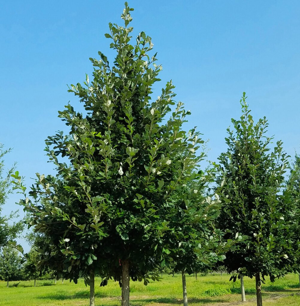 Quercus Bicolor and Planting: A Comprehensive Guide