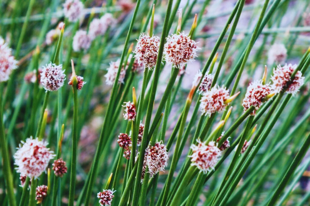 Ficinia and Planting: A Green Thumb's Guide to Lush Gardens