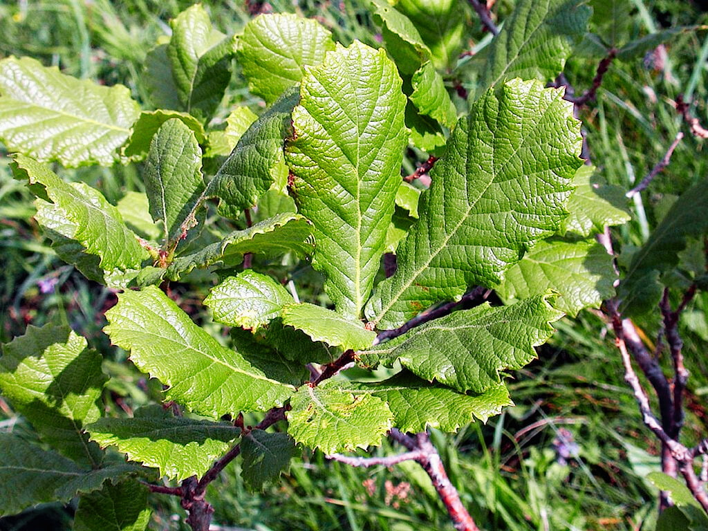 Quercus Rugosa Planting : A Comprehensive Guide