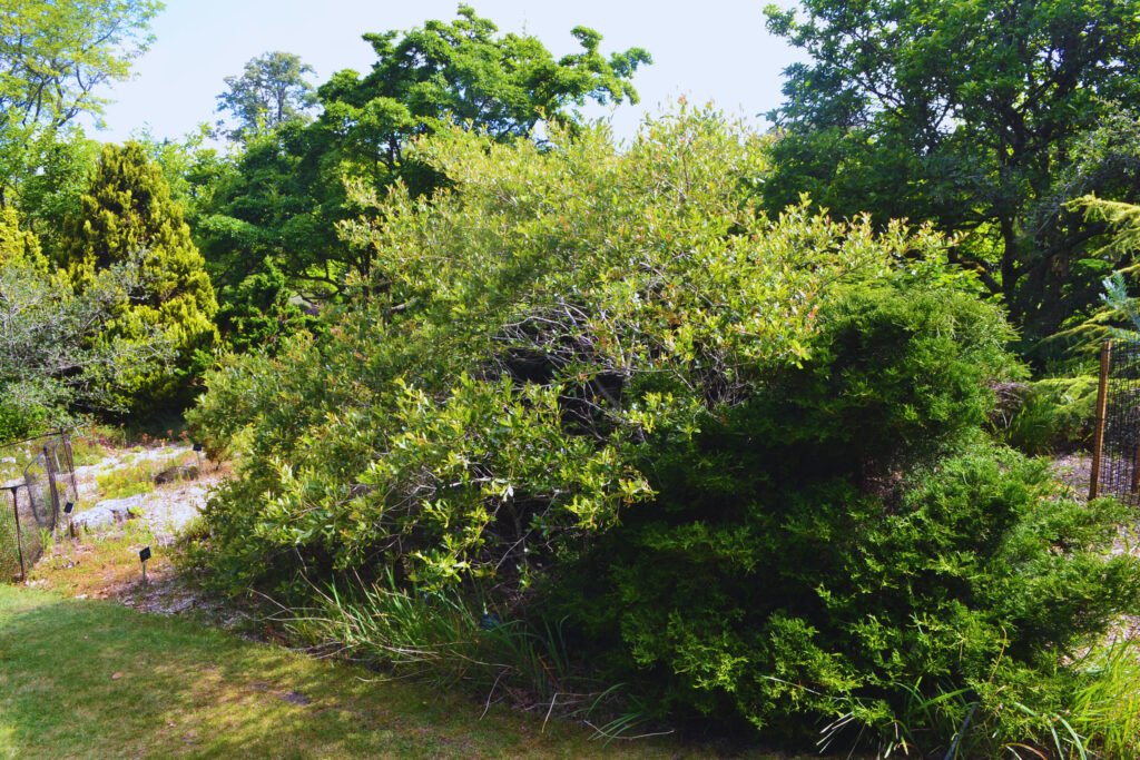 Quercus Vaseyana and Planting: A Comprehensive Guide