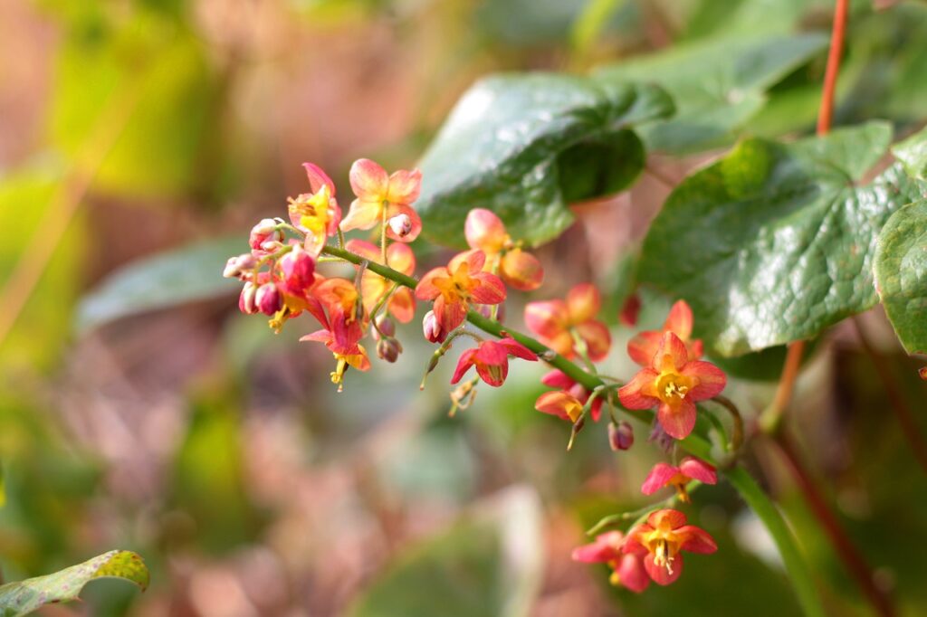 Epimedium: The Art of Planting and Nurturing