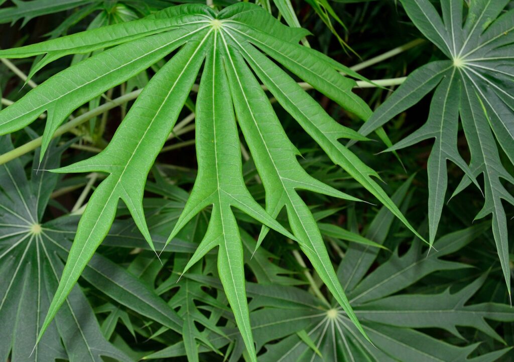 Fatsia and Planting: A Comprehensive Guide