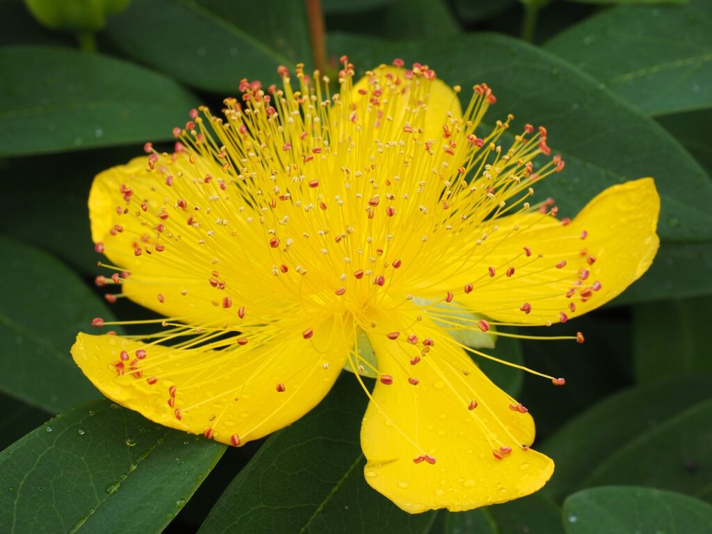 Hypericum and Planting: A Comprehensive Guide