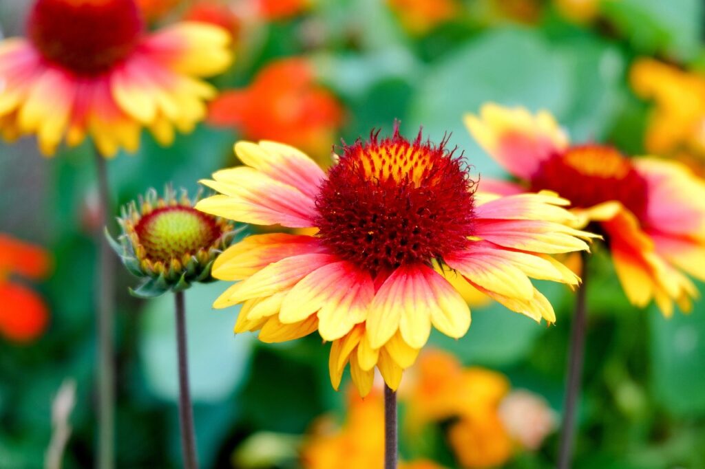 Gaillardia and Planting: A Colorful Addition to Your Garden
