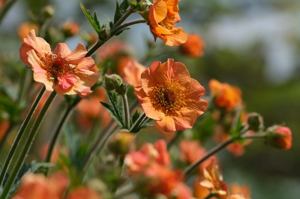 Geum and Planting: A Comprehensive Guide