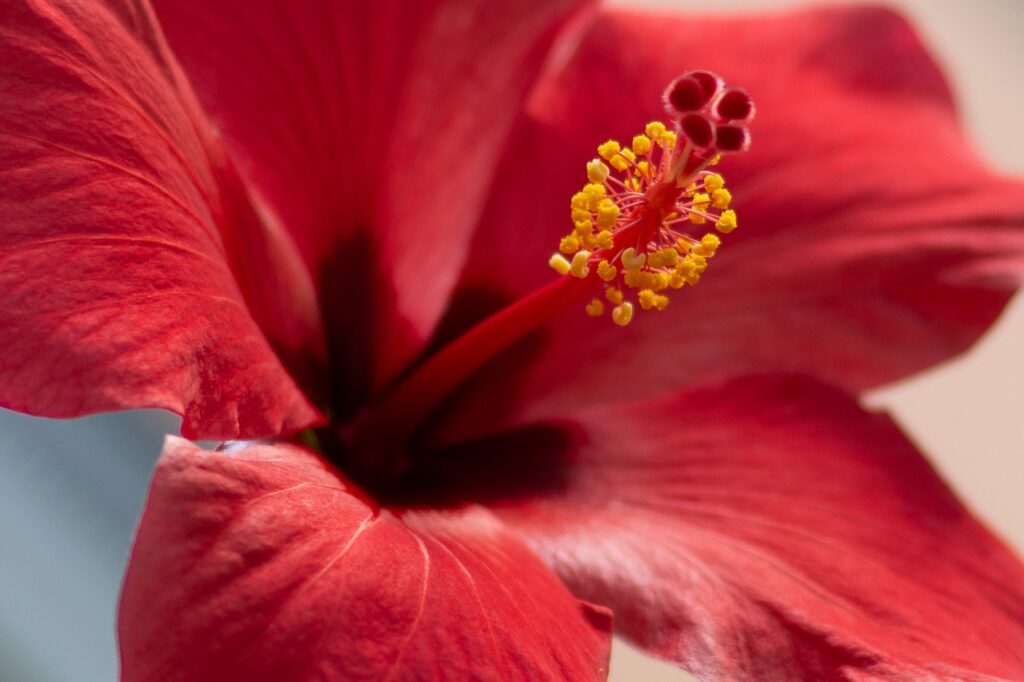 Hibiscus and Planting: A Floral Delight for Your Garden