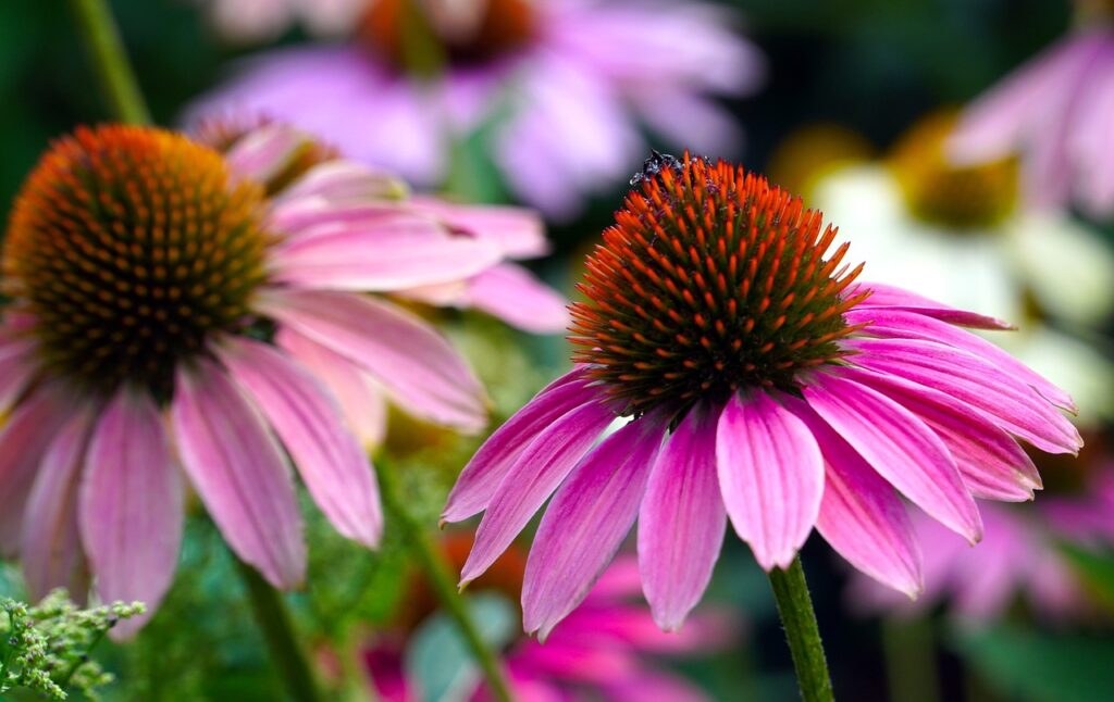 Echinacea and Planting: A Comprehensive Guide
