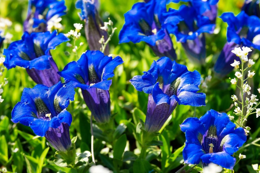 Gentiana: A Guide to Successful Planting and Care