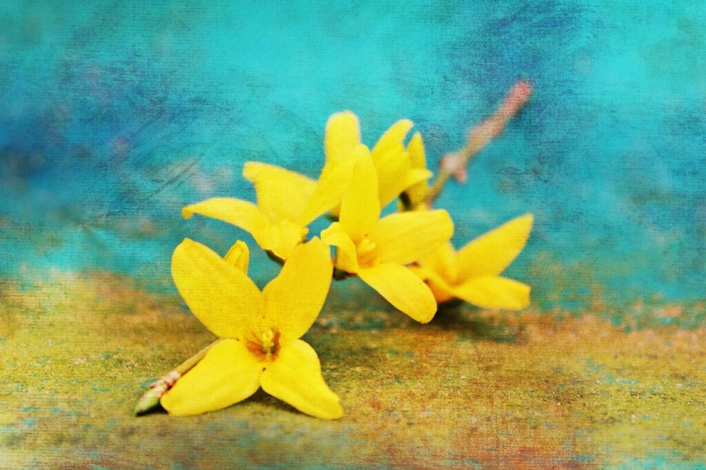 Forsythia and Planting: A Comprehensive Guide