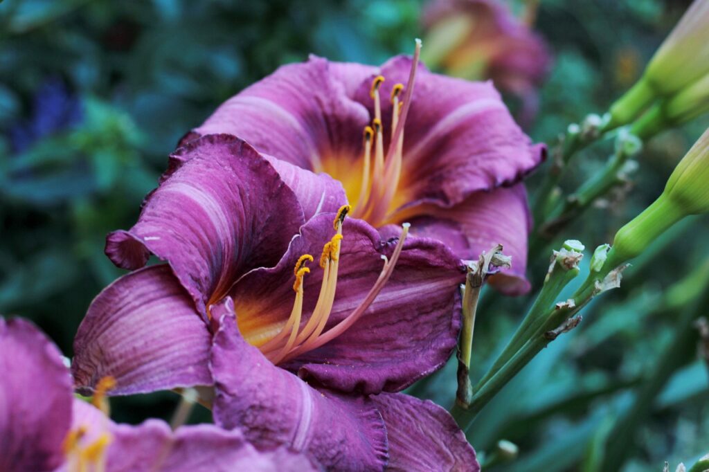 Hemerocallis and Planting: A Comprehensive Guide