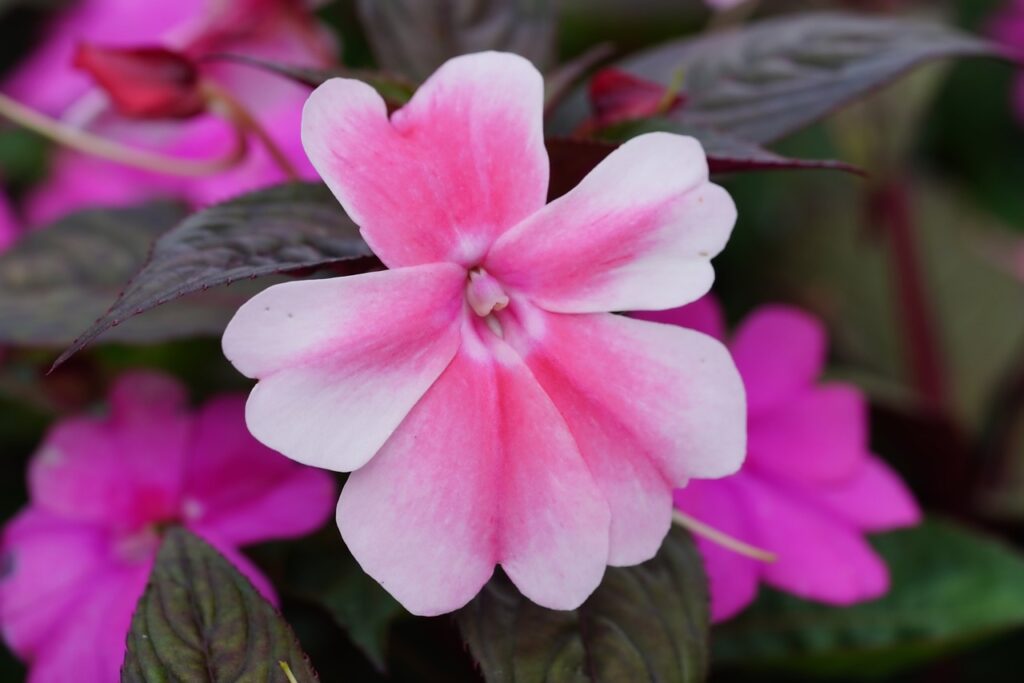 Impatiens and Planting: A Comprehensive Guide