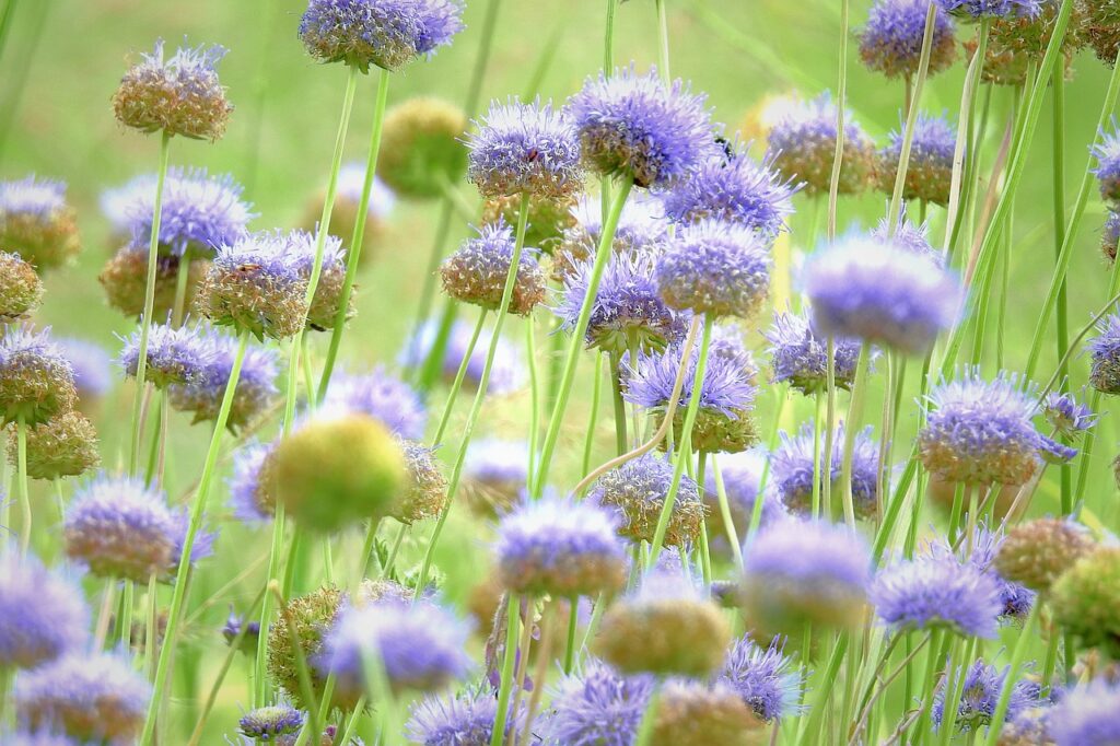 Jasione and Planting: A Comprehensive Guide to Gardening