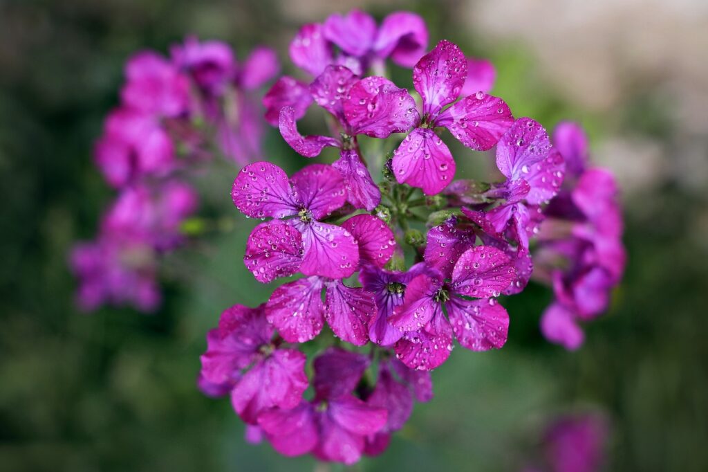 Hesperis and Planting: A Gardener's Guide to this Enchanting Flower