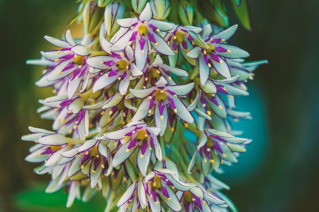 Eucomis Planting and Care: A Comprehensive Guide