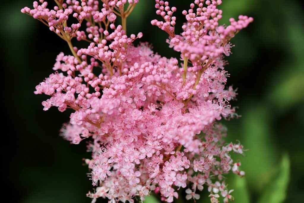 Understanding Filipendula: A Closer Look