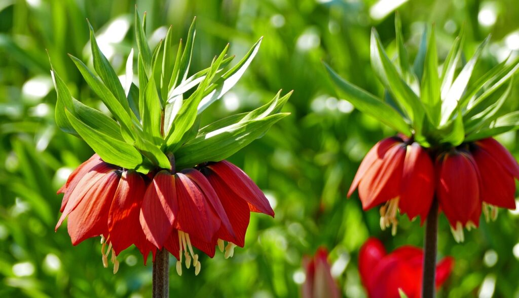 Fritillaria and Planting: A Comprehensive Guide