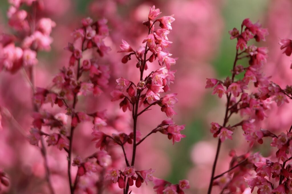 Heuchera and Planting: A Guide for Gardening Enthusiasts