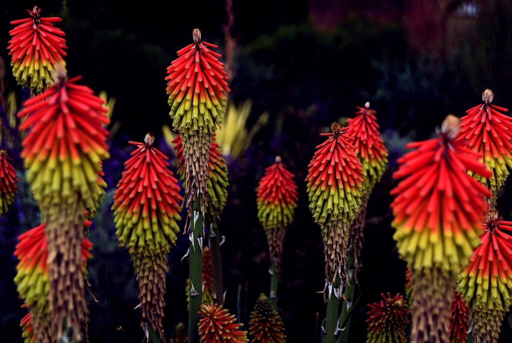 Kniphofia and Planting: A Guide to Growing Red-Hot Pokers