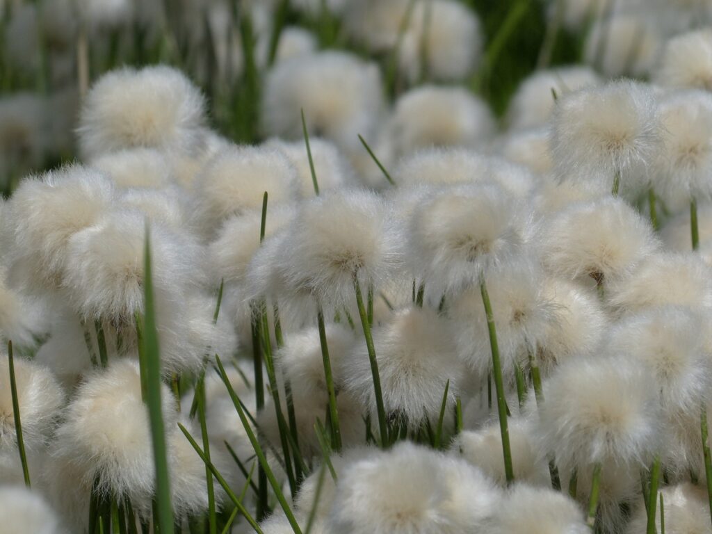Eriophorum and Planting: A Guide to Cultivating Cotton Grass