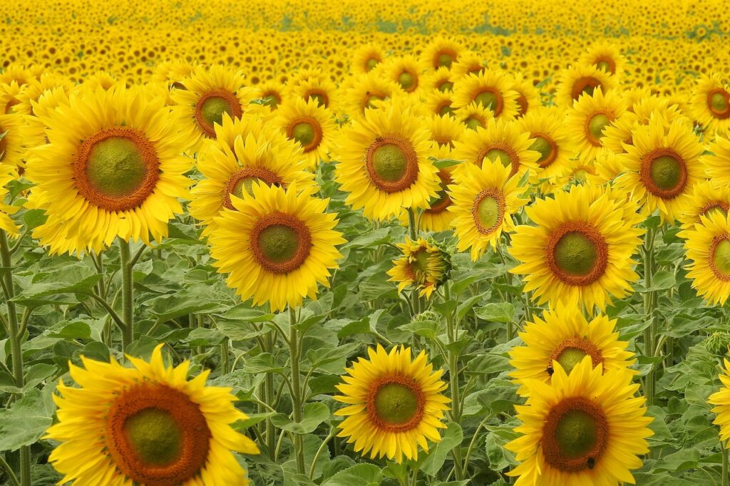 Helianthus and Planting: Embracing the Sunshine in Your Garden
