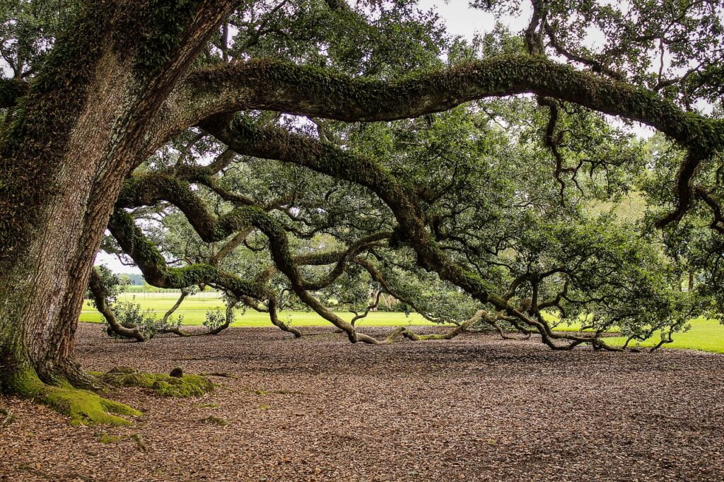 Quercus Virginiana: A Guide to Planting and Caring for Southern Live Oaks