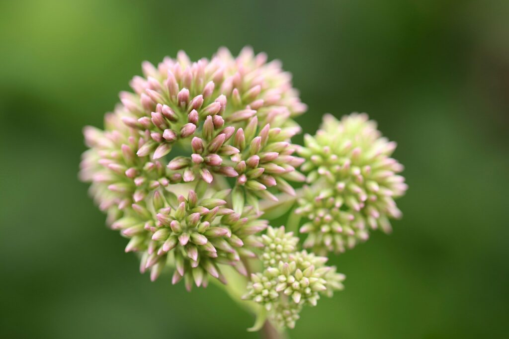 Eupatorium and Planting: A Gardener's Guide