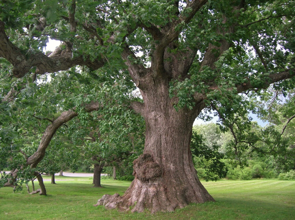 Quercus Garfieldensis and Planting: A Comprehensive Guide