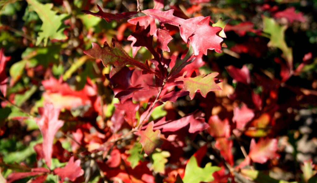 Quercus Lyrata and Planting