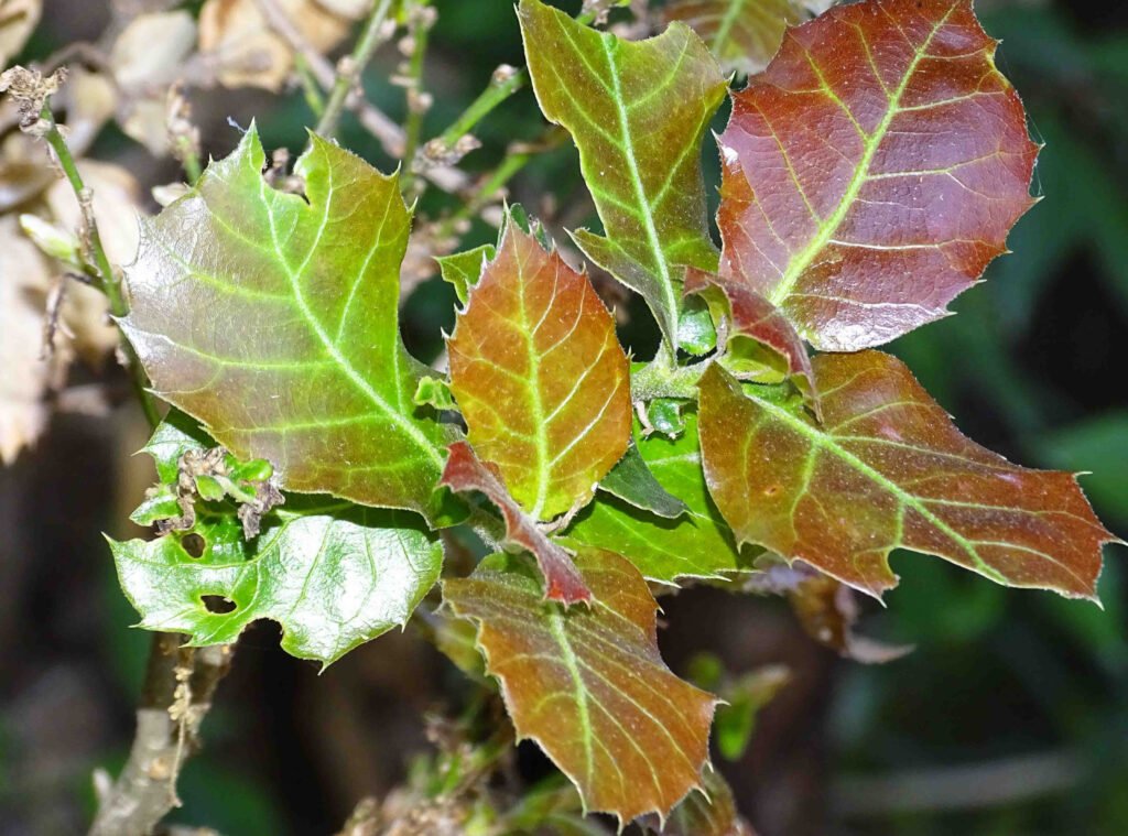 Quercus Floribunda and Planting: A Comprehensive Guide
