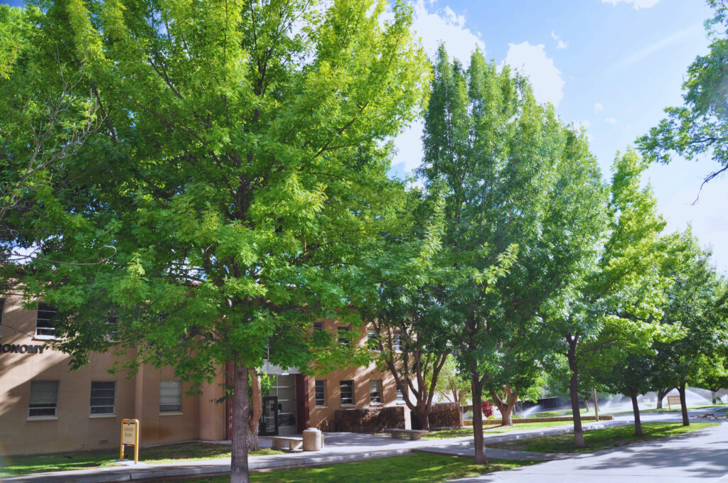 Quercus Buckleyi and Planting: A Comprehensive Guide