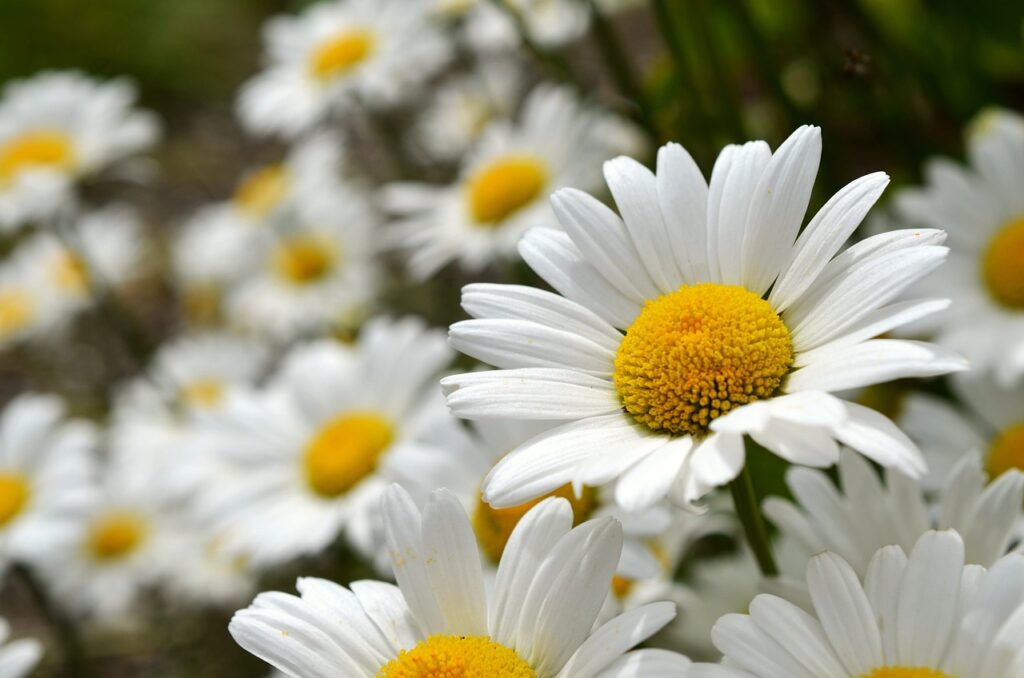 Leucanthemum and Planting: A Comprehensive Guide