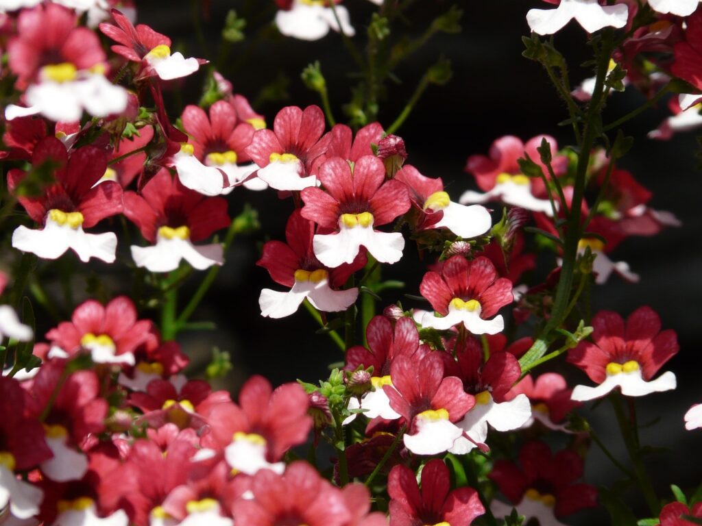 Nemesia and Planting: A Blooming Delight