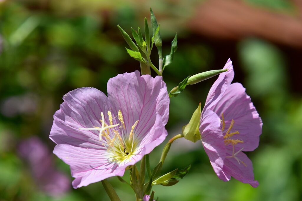 Oenothera and Planting: A Gardener's Guide
