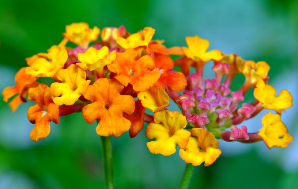Lantana and Planting - A Splash of Color for Your Garden