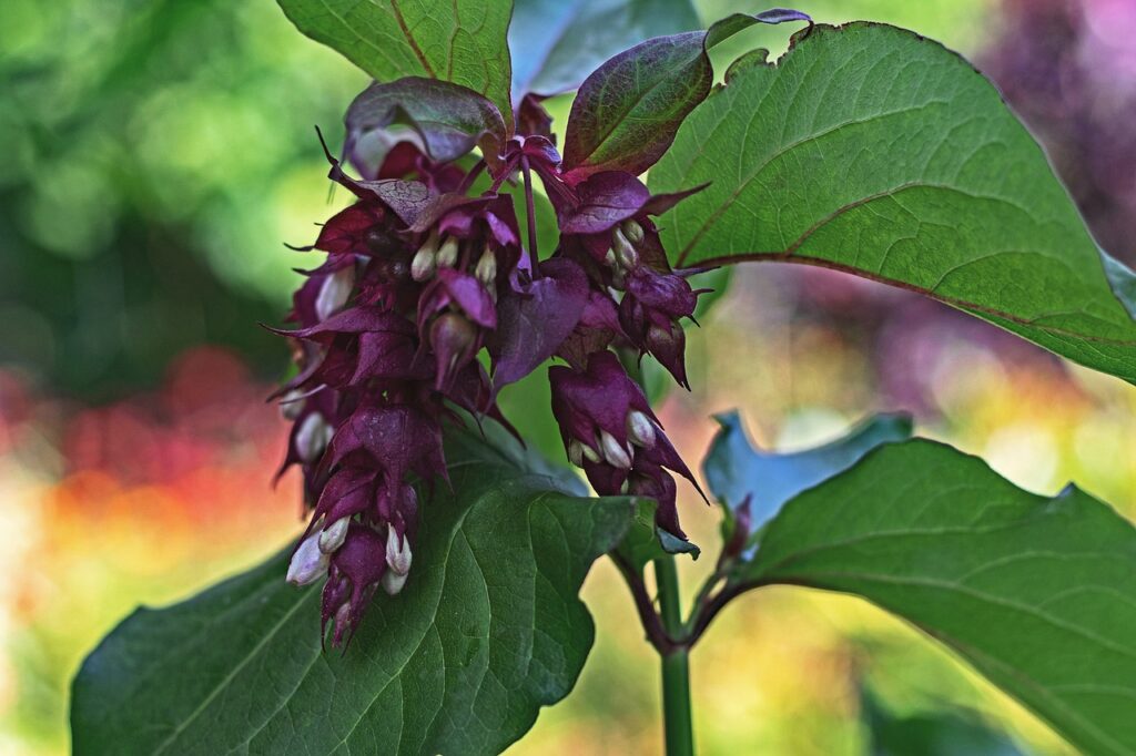 Leycesteria and Planting: A Comprehensive Guide